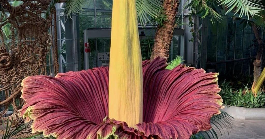 Norfolk Botanical Garden's corpse flower could bloom by July 4 Trevor Metcalfe, The Virginian-Pilot Jun 30, 2026 7 mins ago