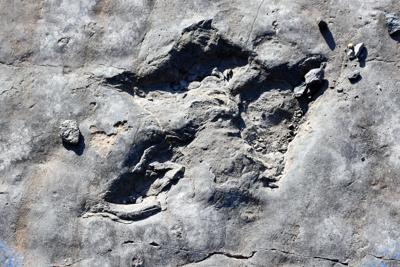 Dino tracks