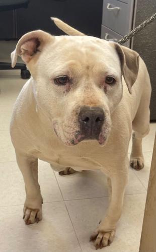 Culpeper Shelter Pets for week of June 5, 2022 Culpeper Shelter Pets for week of June 5, 2022