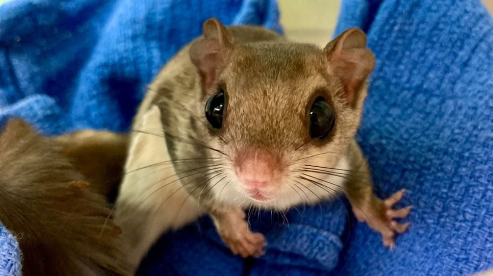 southern flying squirrel