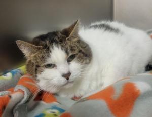 Culpeper Shelter Pets for week of May 26, 2024