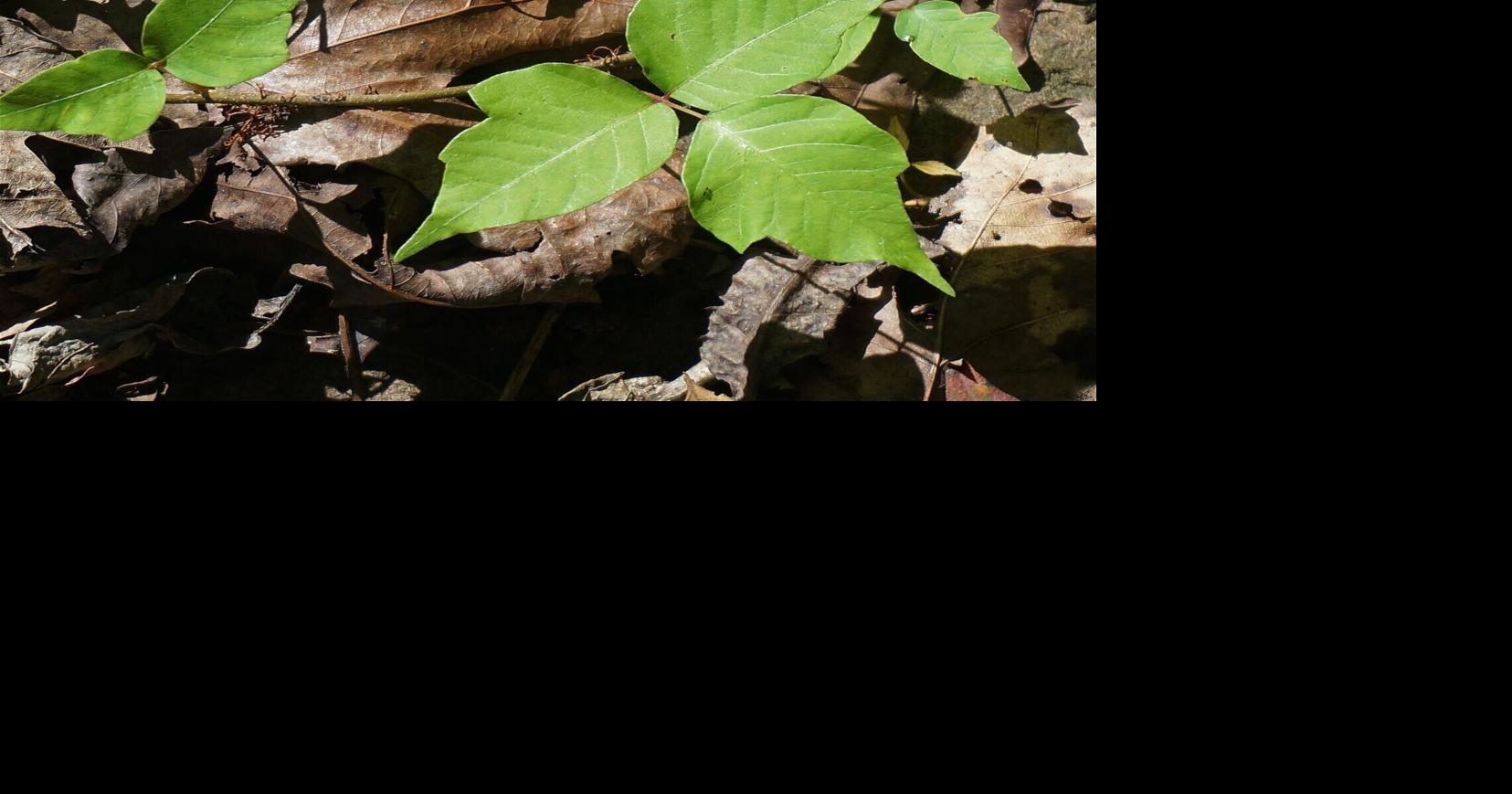 NEBRASKA HORTICULTURE Rachel Anderson: How to identify poison ivy and avoid an itchy rash