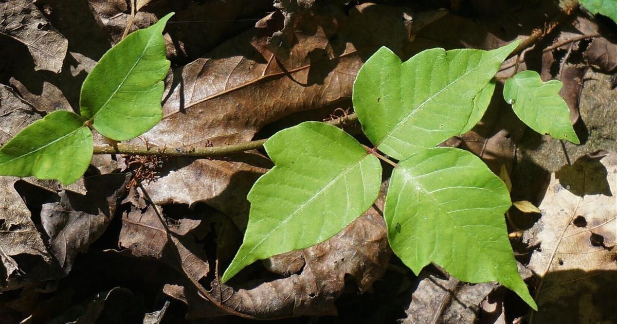 NEBRASKA HORTICULTURE Rachel Anderson: How to identify poison ivy and avoid an itchy rash