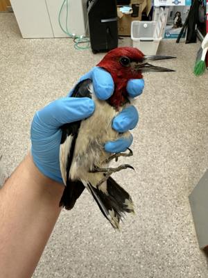 Patient of the Week: red-headed woodpecker hit by vehicle