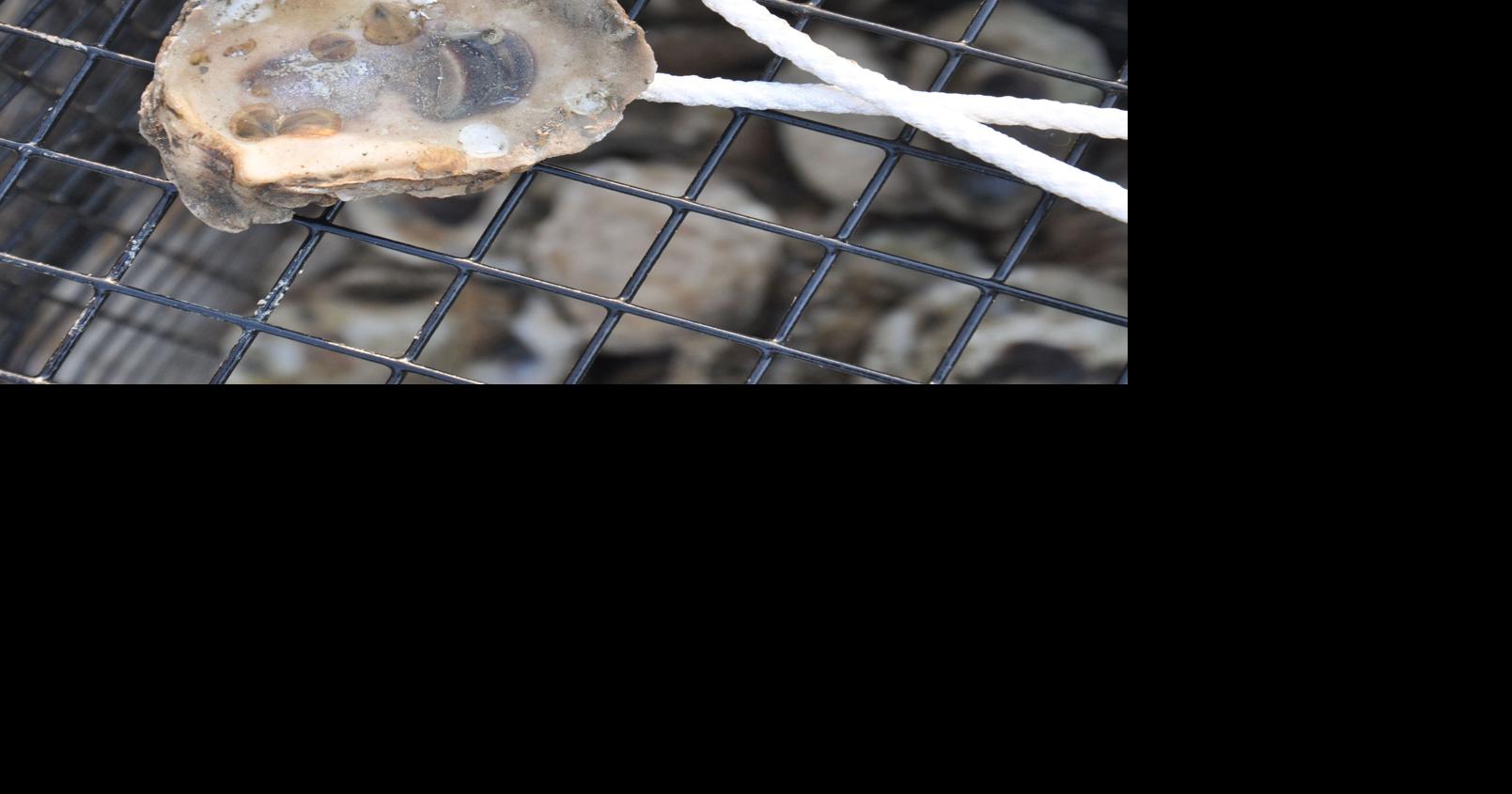 Dahlgren Yacht Club growing oysters to help clean water, create oyster reef