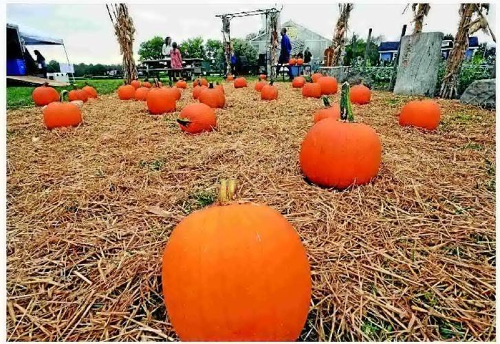 Culpeper Harvest Days Farm Tour