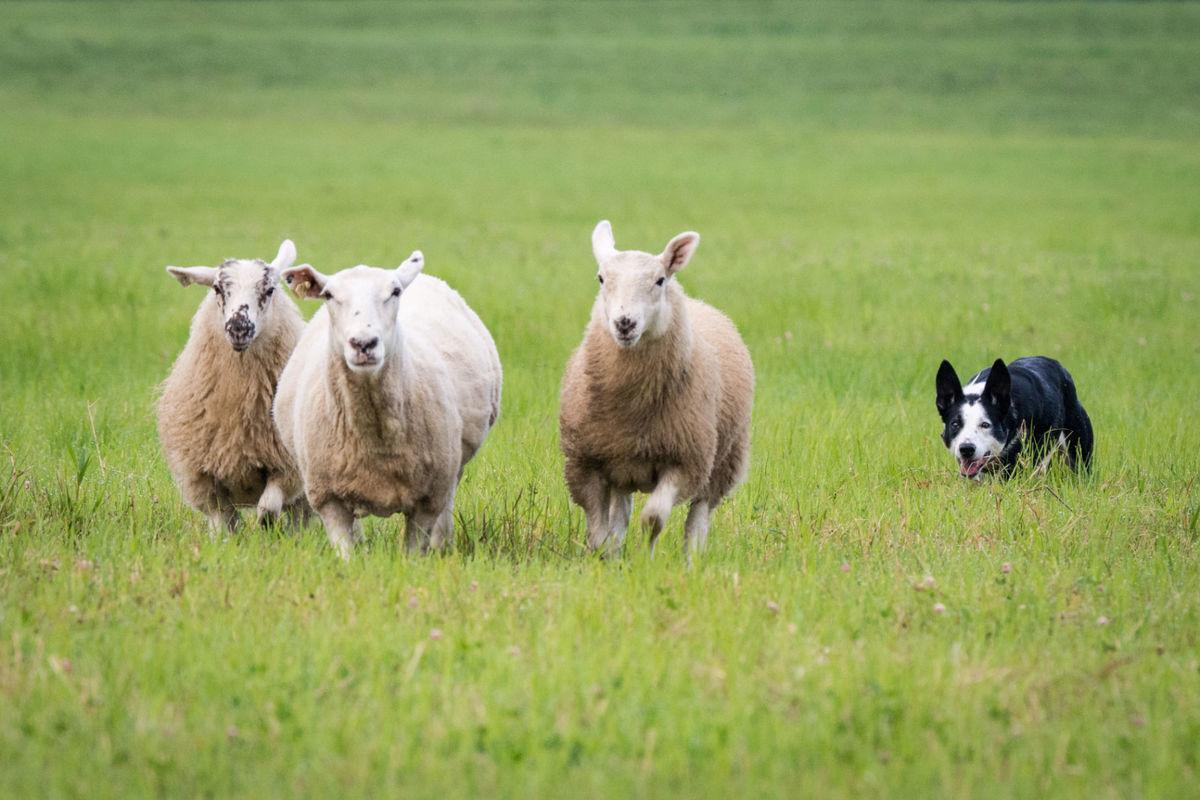 Sheep dog trials