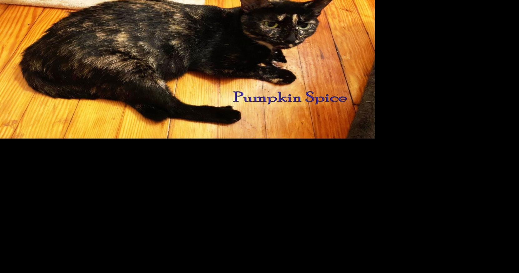 Forgotten Felines for week of March 27, 2022
