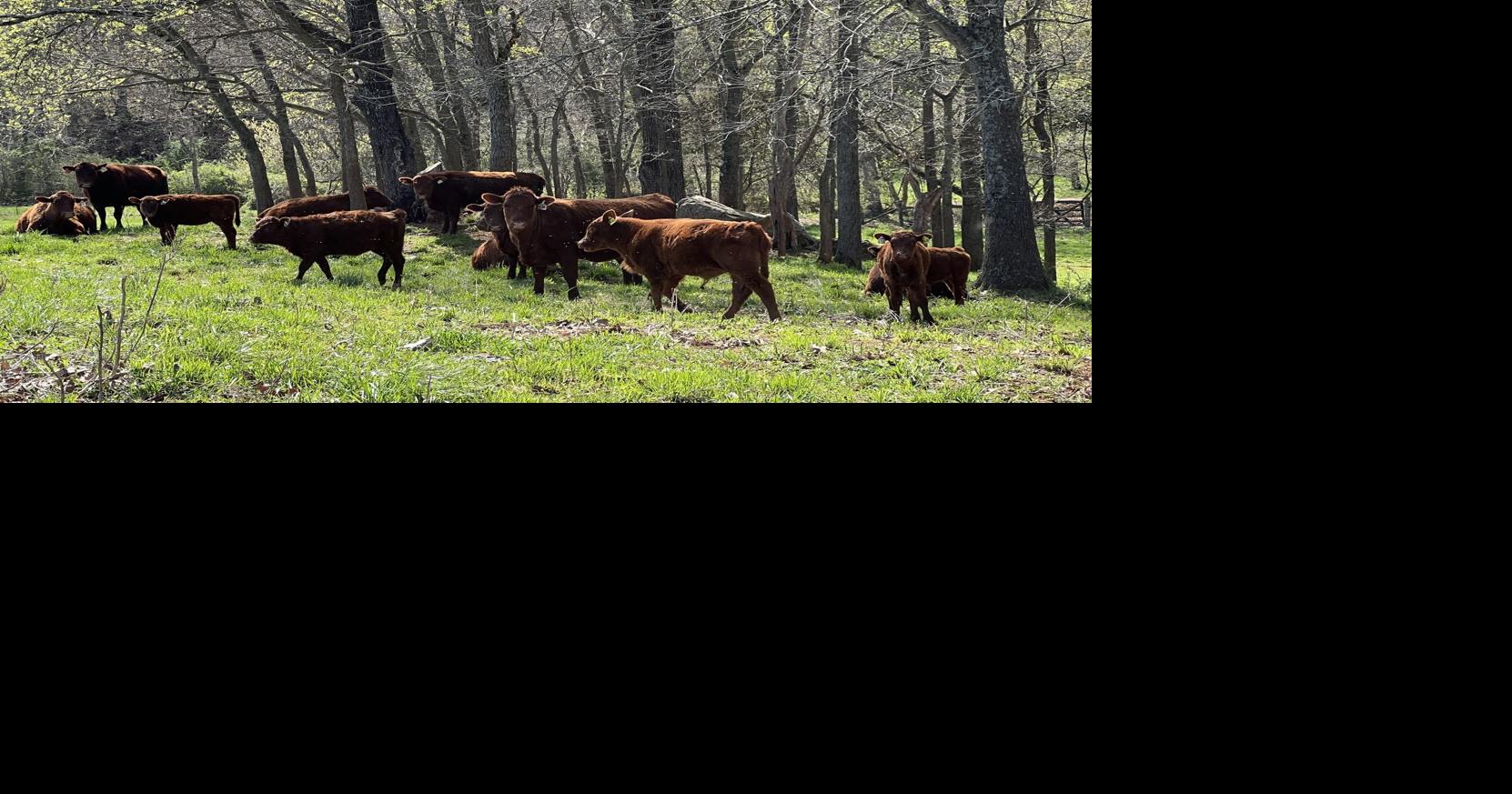 Lakota Ranch to host grazing management field day - Culpeper Star-Exponent
