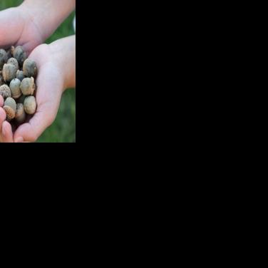 The music of fall: acorn collection drive grows healthier trees