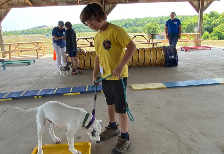 A Dog Gone Great Time at Summer Camp Culpeper area kids learn to train