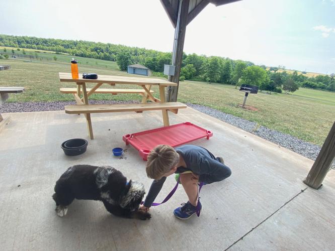 A Dog Gone Great Time at Summer Camp Culpeper area kids learn to train