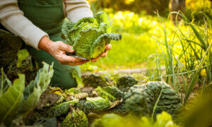 UMW Introduces Permaculture Design Certificate for Sustainable Landscapes, Weekend Sessions Start Sept. 18