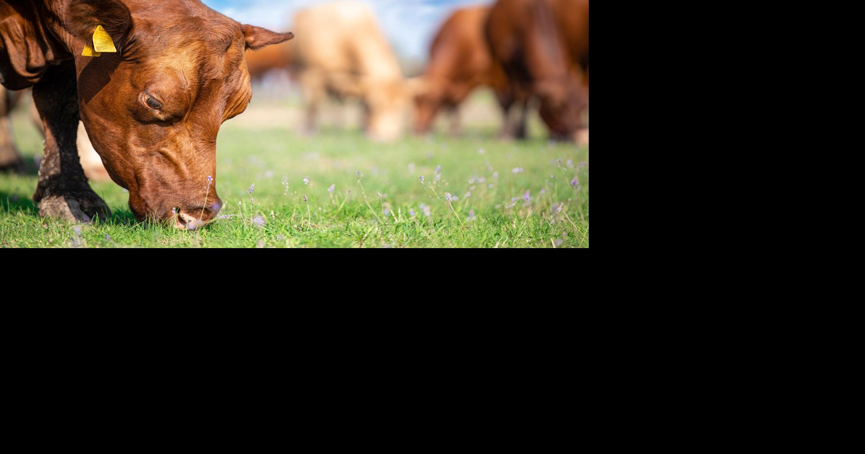 Extension Answers Paying attention to animal lineage enhances high-performing livestock Dr. Andy Overbay for Smyth County News & Messenger Apr 9, 2026 8 mins ago