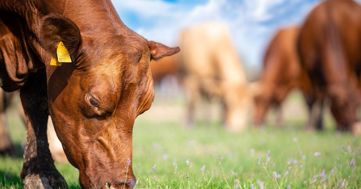 Extension Answers Paying attention to animal lineage enhances high-performing livestock Dr. Andy Overbay for Smyth County News & Messenger Apr 9, 2026 8 mins ago