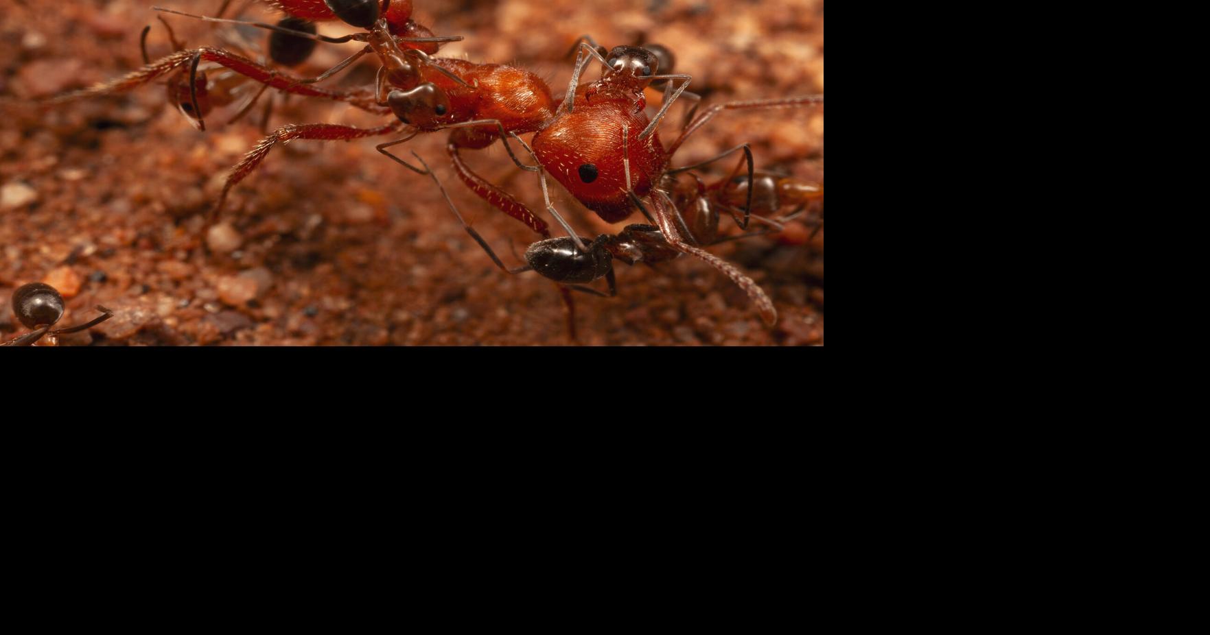 Smithsonian researcher discovers small ants groom harvesters