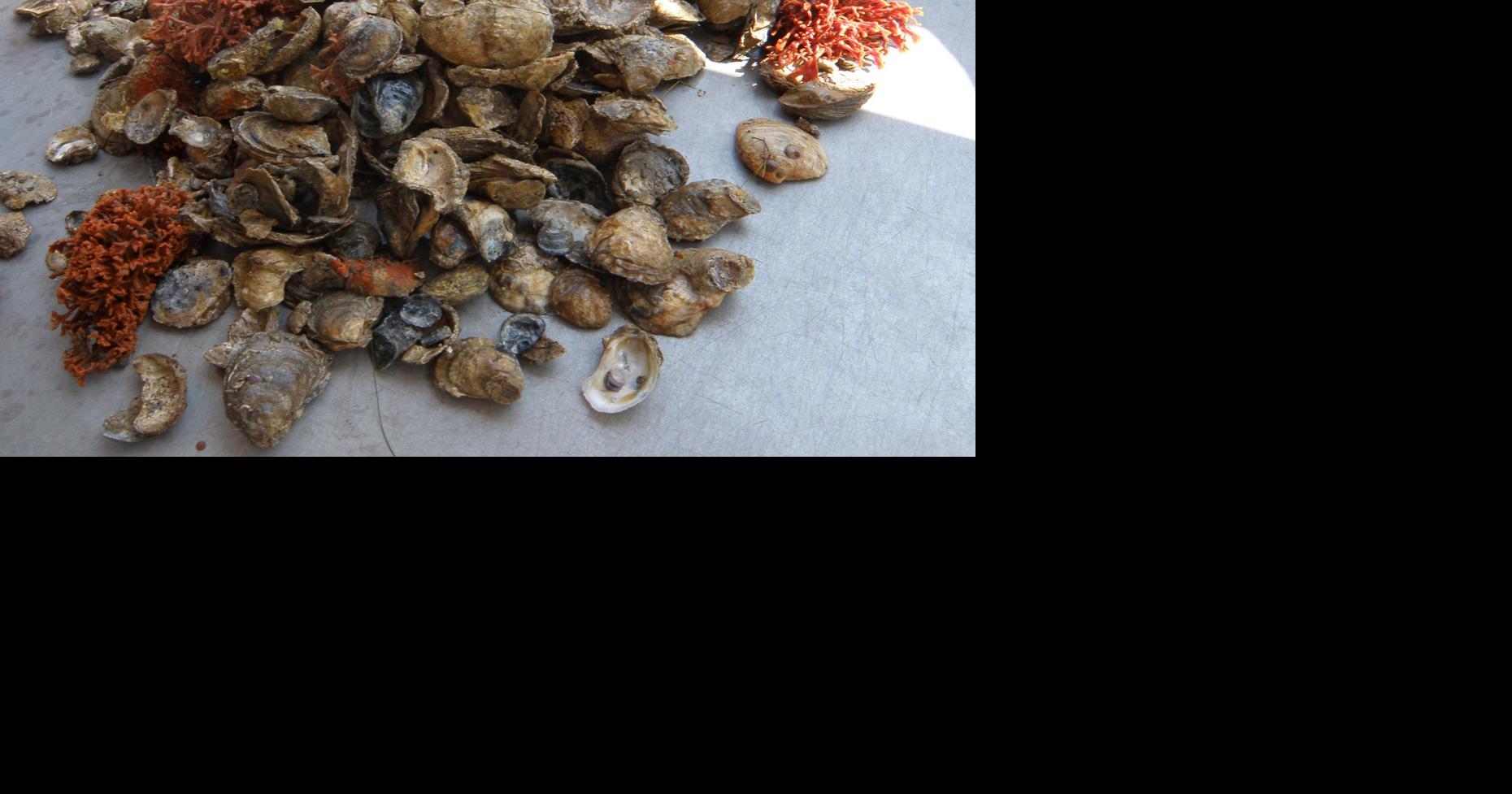 Restoring wild oyster population proving a challenge around Chesapeake Bay