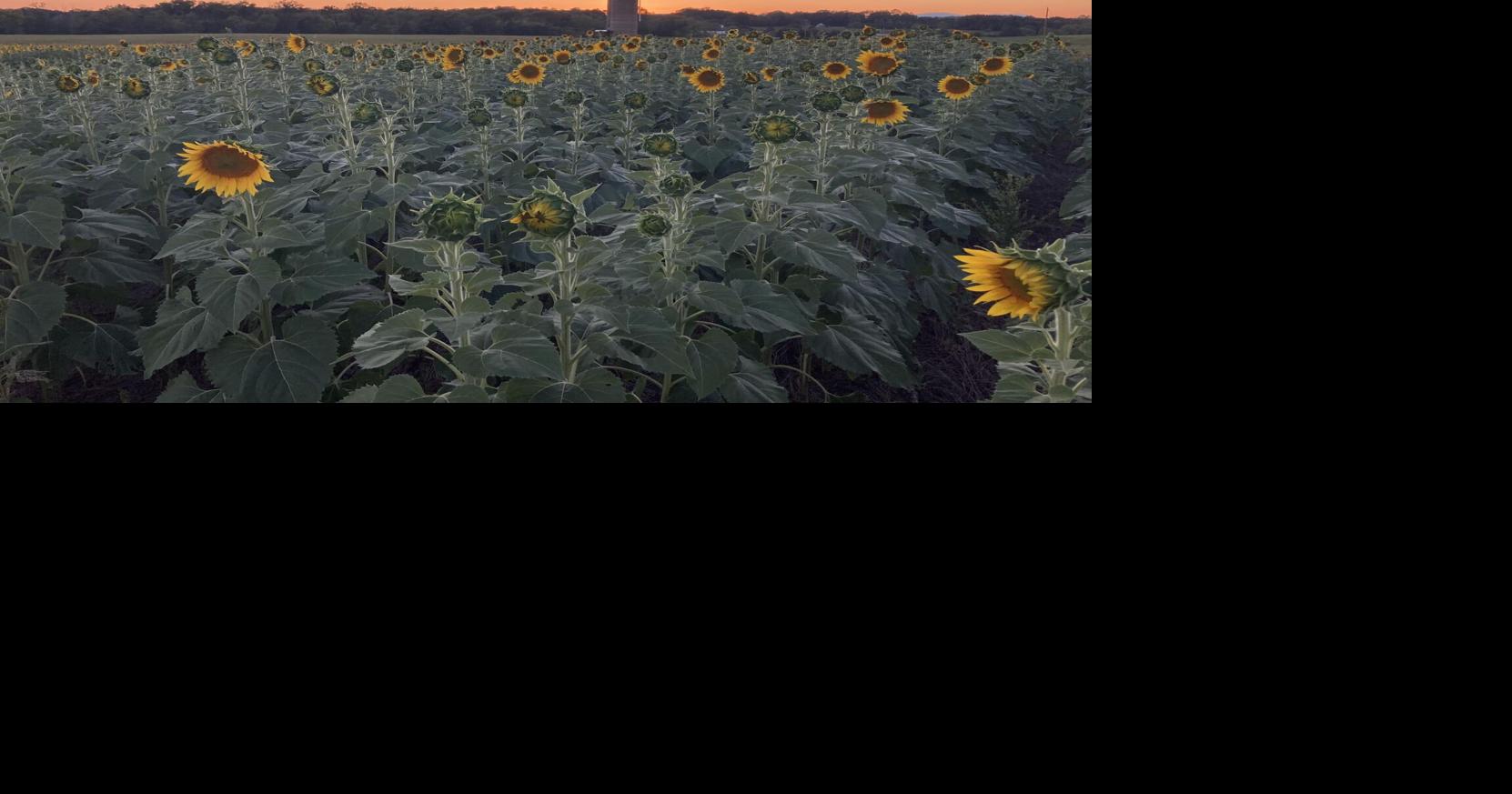 In sun and rain, 4th Annual Auburn Farm Sunflower Festival