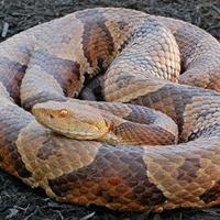 How To Avoid Snakebites And What To Do And Not Do If Bitten How To Avoid Snakebites And What To Do And Not Do If Bitten