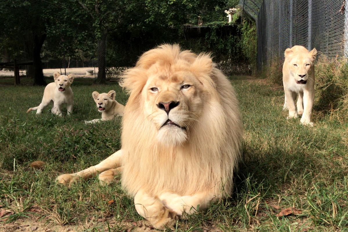 Three ways to journey through the Richmond Zoo Entertainment