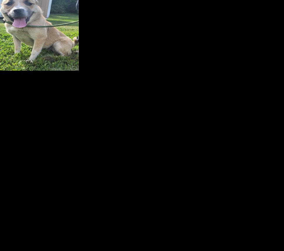 Culpeper Shelter Pets for week of July 14, 2024