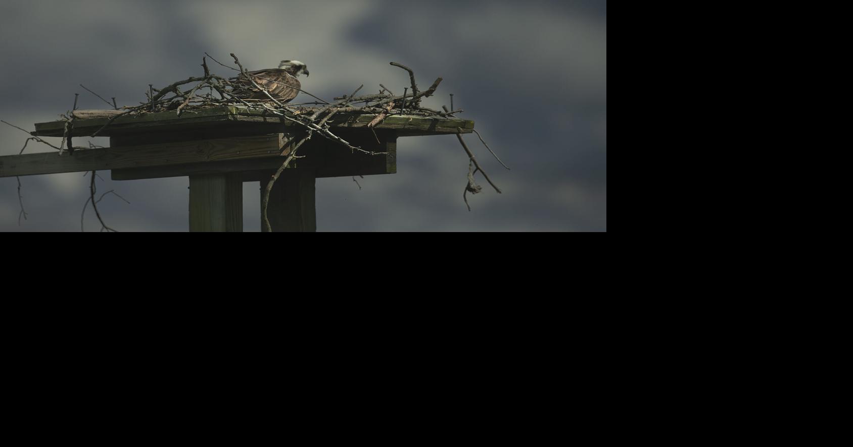 Colonial Beach festival celebrates return of osprey