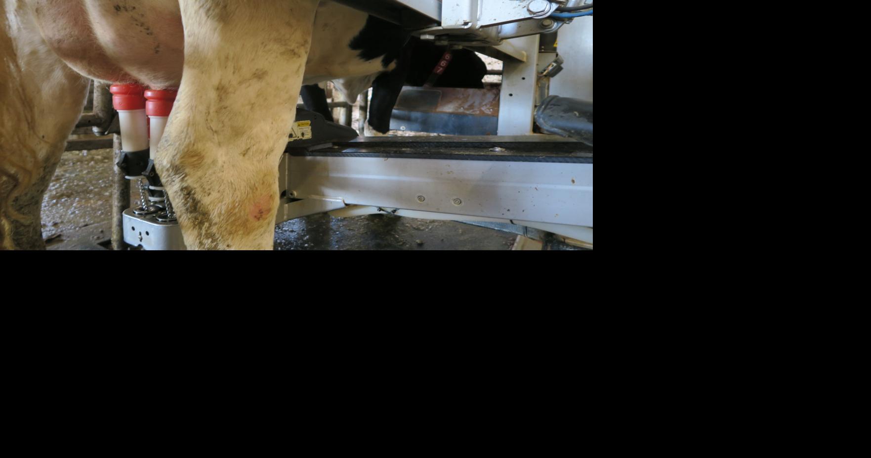 Belair Dairy shows off robotic milkers during annual Harvest Days Farm Tour