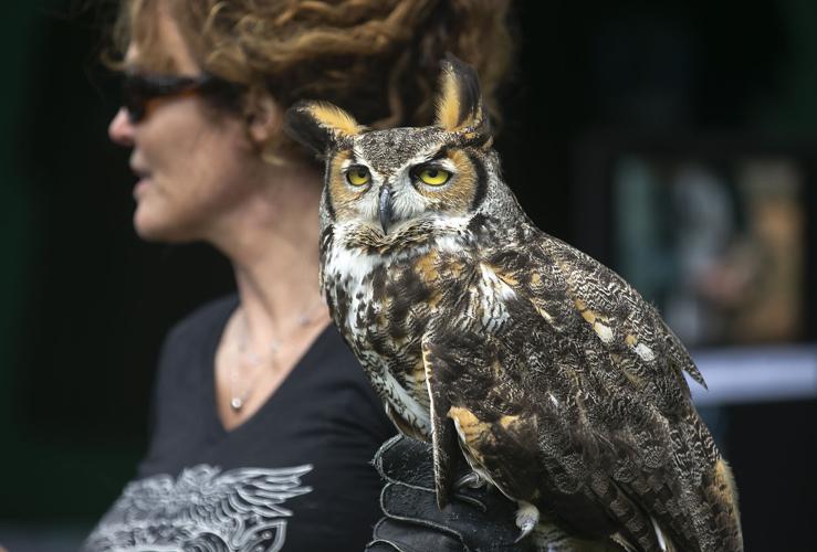 Colonial Beach festival celebrates return of osprey