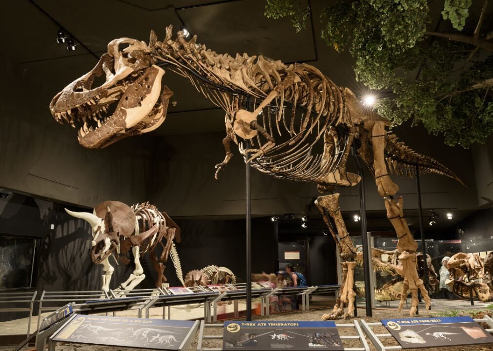 The Stegosaurus Was An Ancient Relic To The T. Rex, Nature and Wildlife
