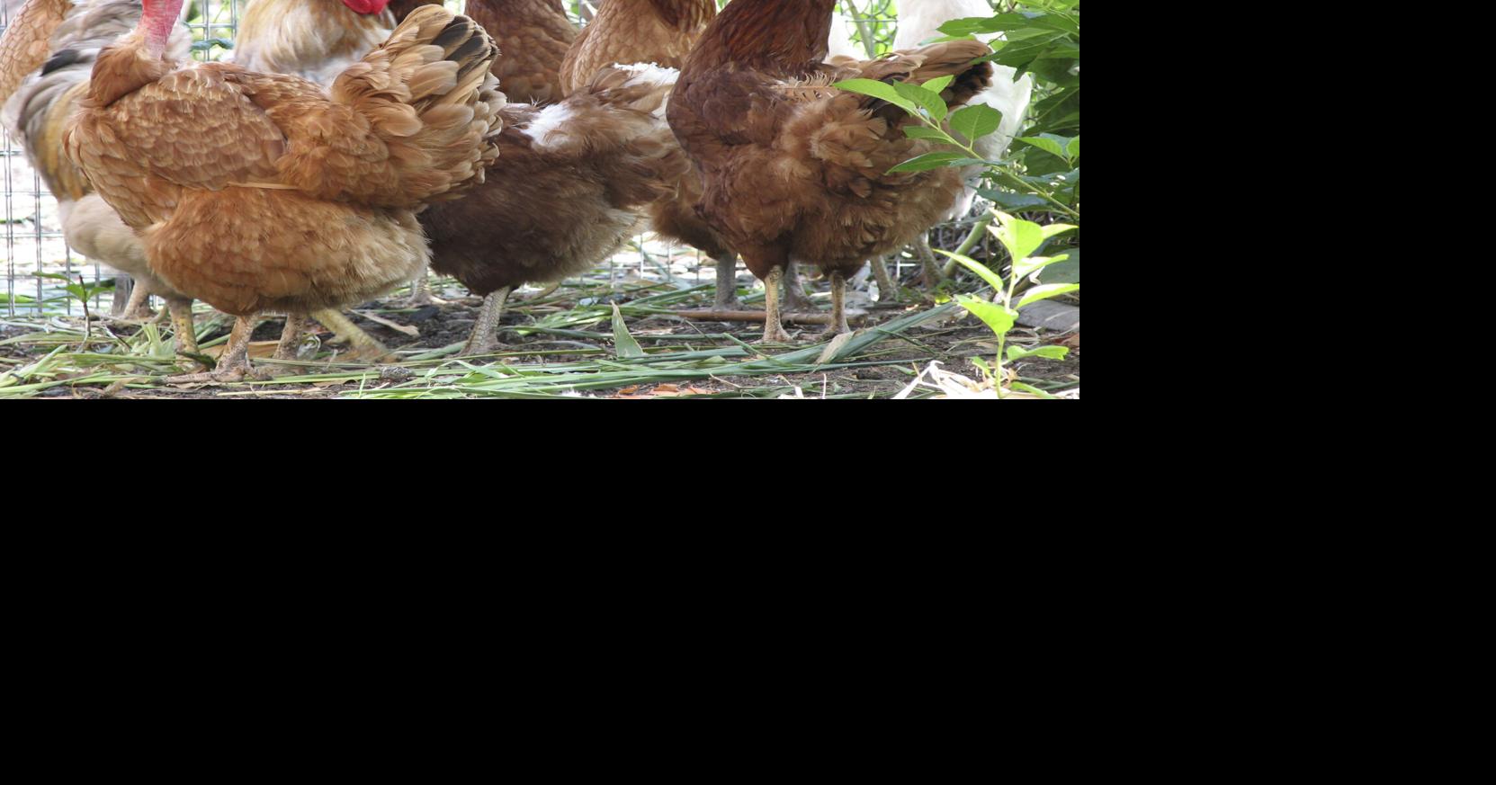 Culpeper County allows up to six backyard chickens in residential zones
