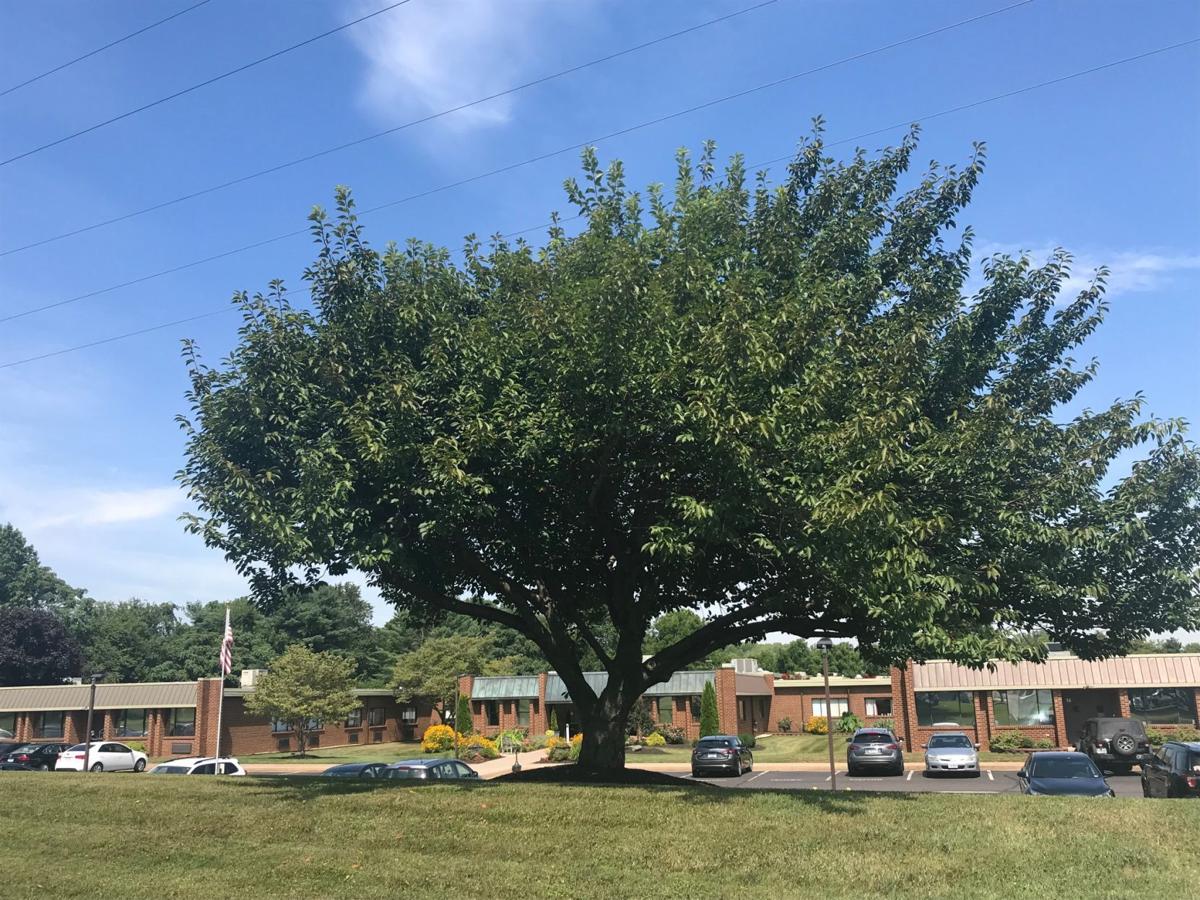 Culpeper Nursing Home Patient Dies In Hospital From Covid 15 Recover Latest News Starexponent Com