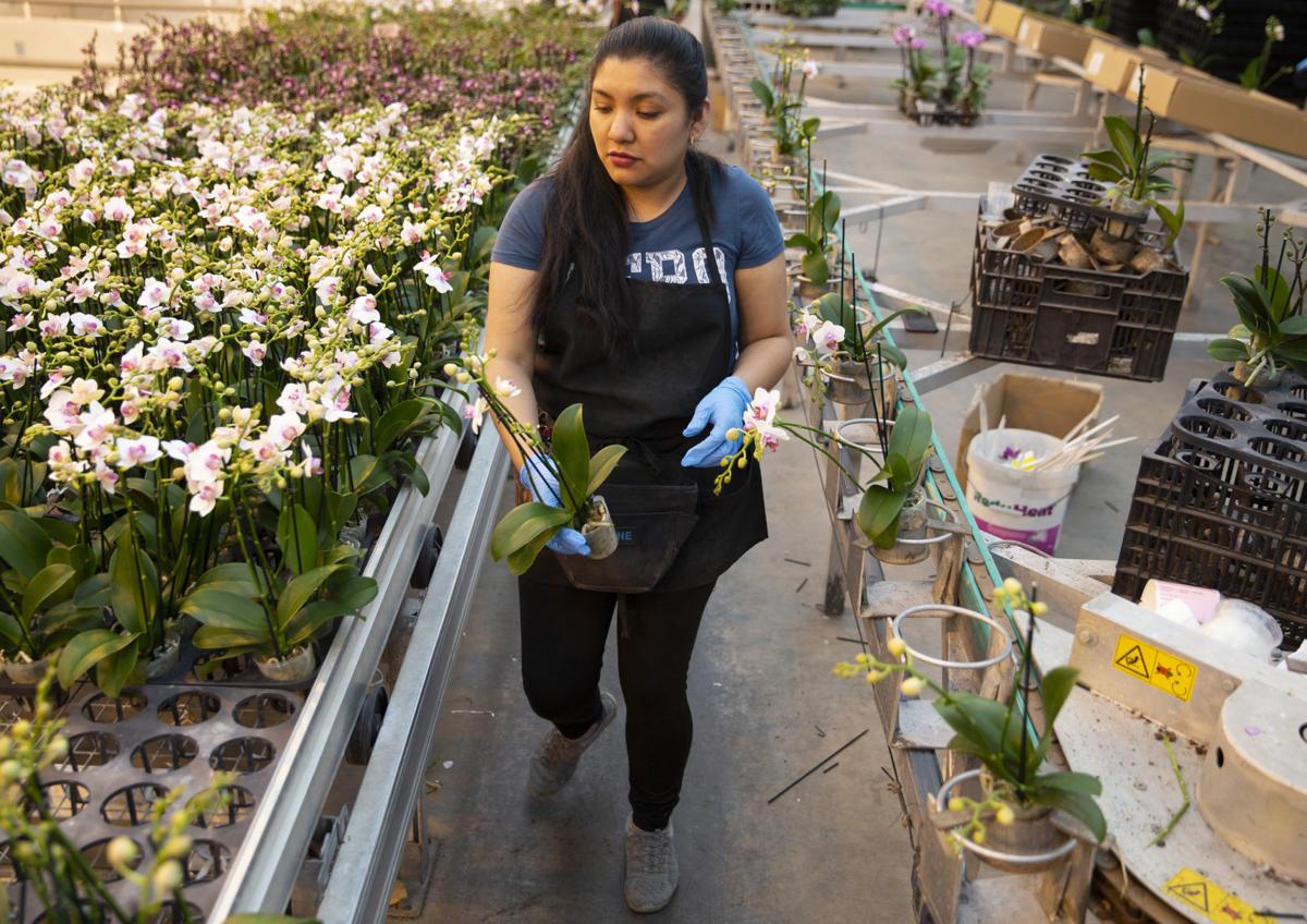 Color Orchids In Culpeper Is Helping To Feed Public Demand For Potted Orchids Latest News Starexponent Com