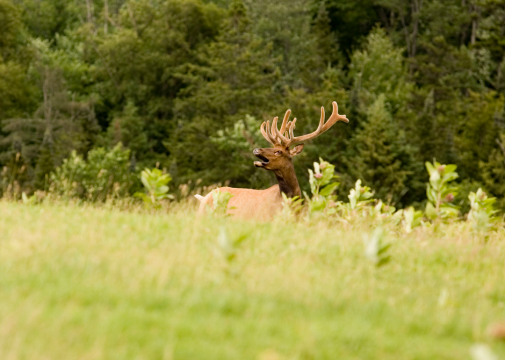 See how many registered hunters are in New York