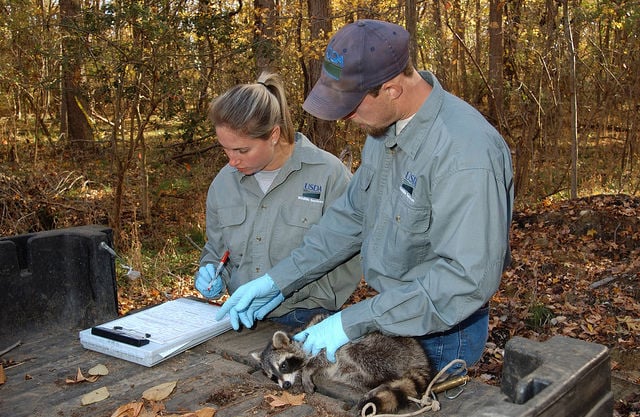 can you test a dog for rabies without killing it