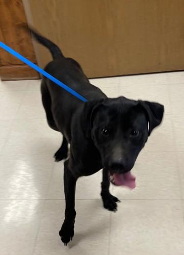 Culpeper Shelter Pets for week of Jan. 16, 2022 Culpeper Shelter Pets for week of Jan. 16, 2022