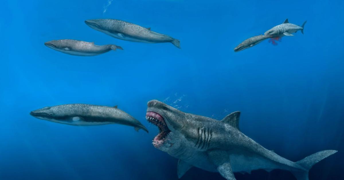Los tiburones gigantes una vez vagaron por los mares, dándose un festín con grandes comidas |  Entretenimiento