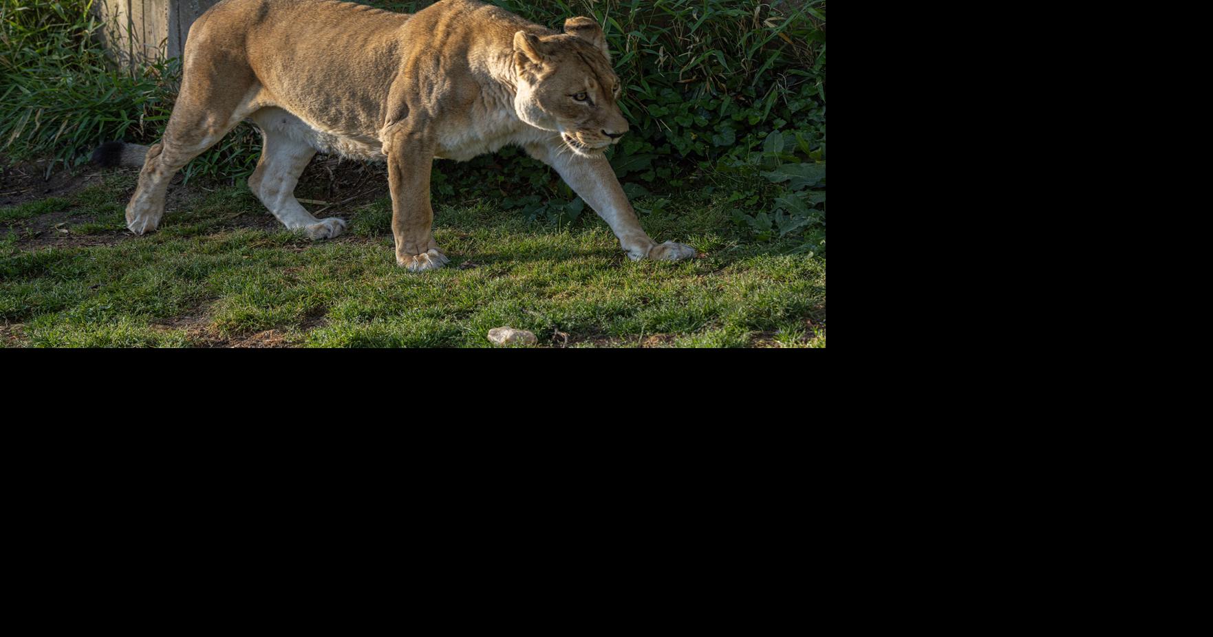 How do zookeepers know when it's time to say goodbye to an aging animal? May 30, 2026 16 sec ago