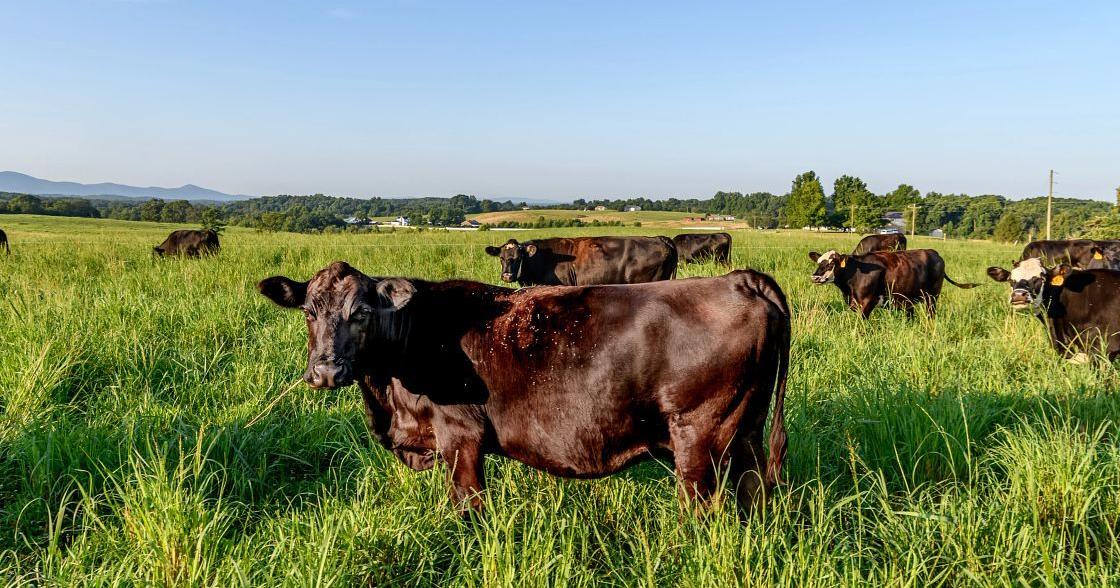 Extension Answers Tri-State Beef Conference returns August 4 Dr. Andy Overbay for SWVA Today Jul 21, 2026 2 sec ago