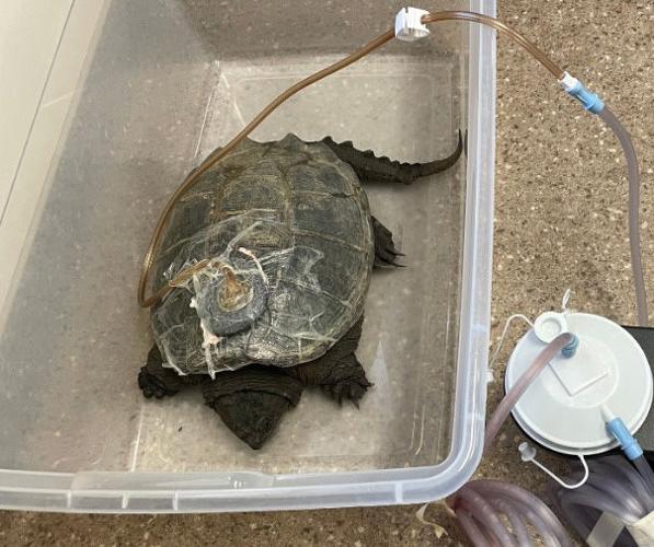 Turtle soup threatens future of reptile in Missouri, 11 other states