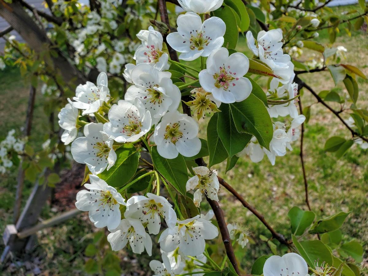 Apple blossoms Culpeper