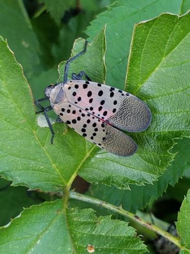 Extension asks farmers, homeowners to look out for spotted lanternfly