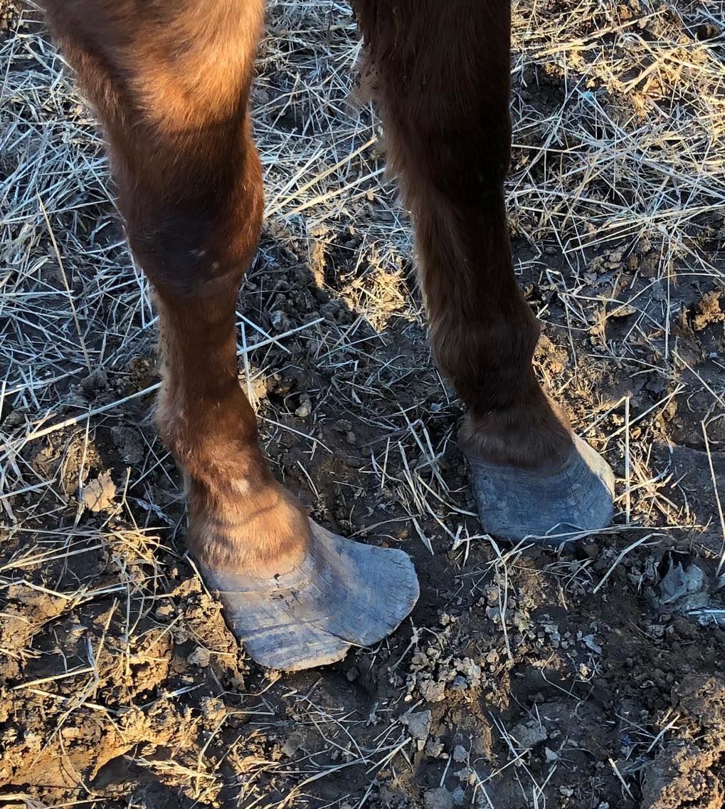 Dead, dying horses seized from Orange County property Latest News