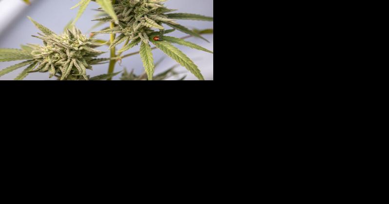 Both sides of Virginia recreational cannabis debate tout improved health and safety - Vimarsana News