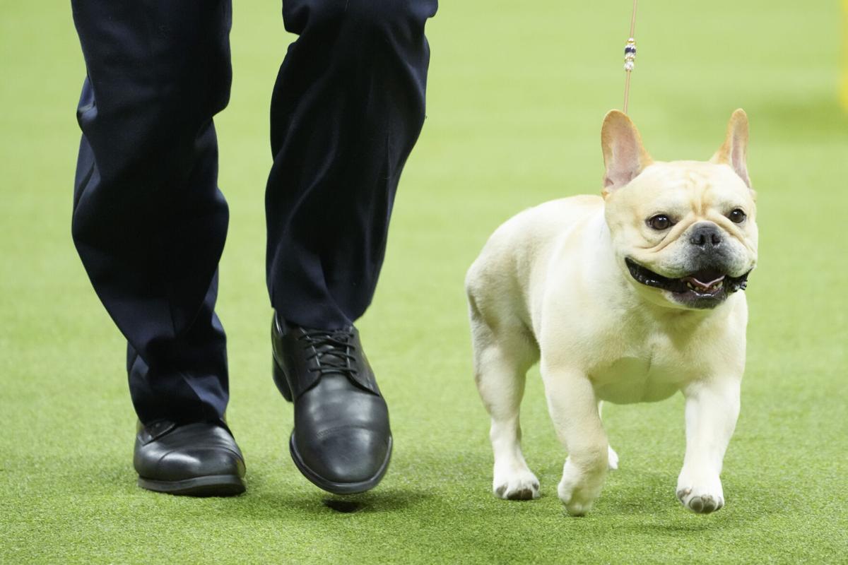 The 10 most popular dog breeds in the US for 2023