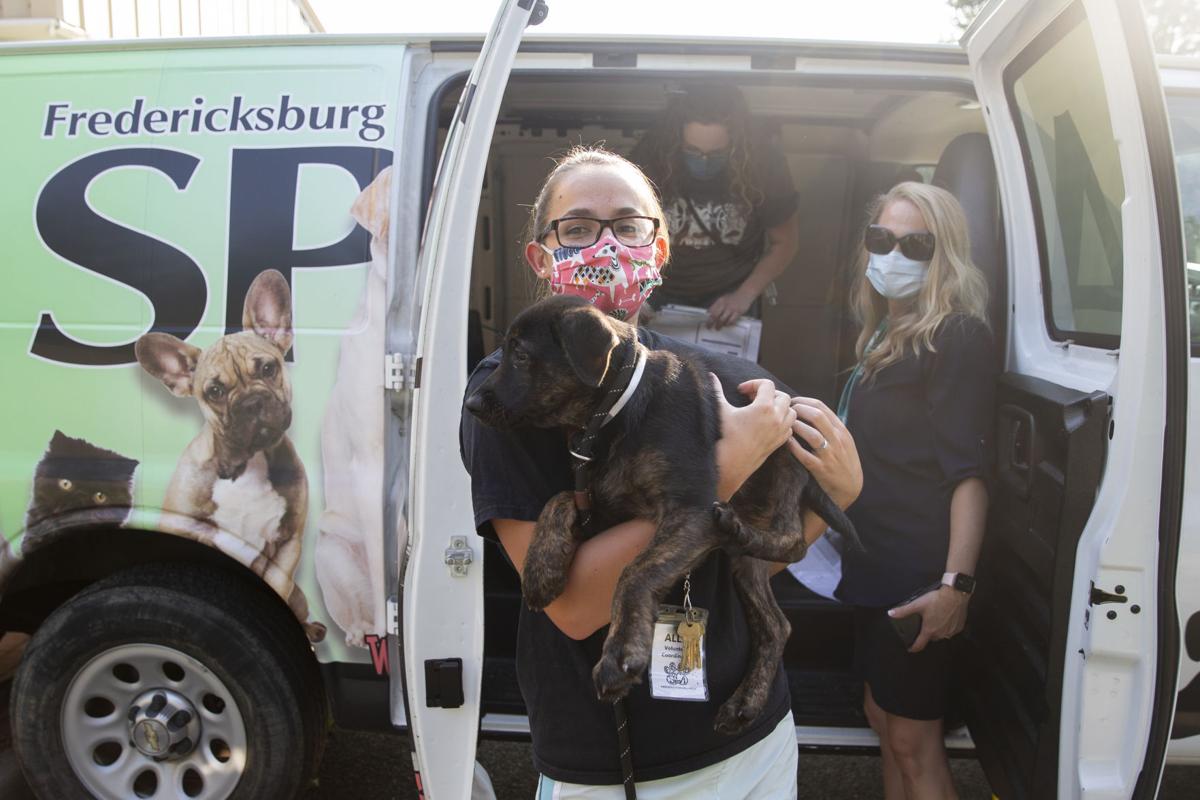 Spca Helps Adopt Animals Evacuated From Laura S Path State And Regional News Starexponent Com