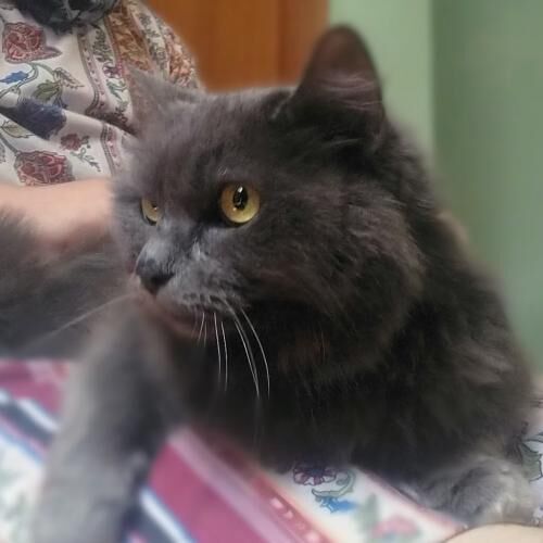 Fluffy (Princess Fluff)
