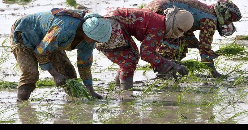 El Nino threatens rice crops already squeezed by Ukraine war