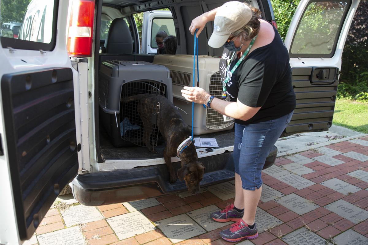 SPCA helps adopt animals evacuated from Laura's path ...