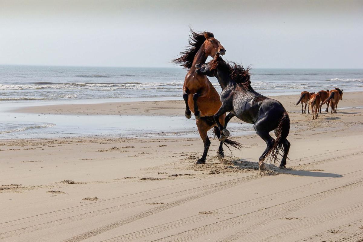 Corolla's wild stallions fight over territority — in full view of summer  beach crowds