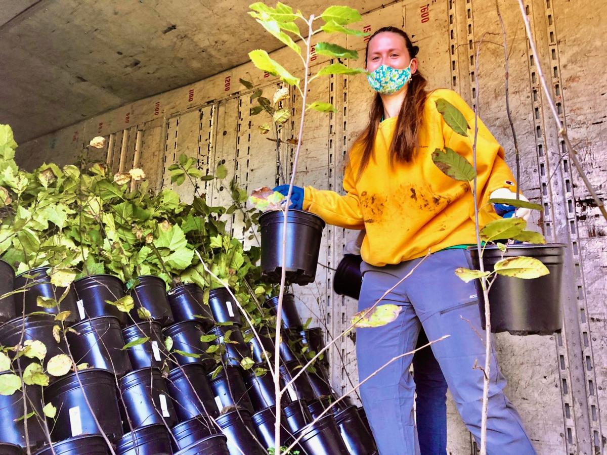 FOR tree giveaway